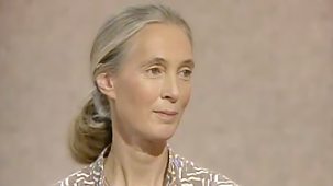 Wogan - Jane Goodall, Ade Edmondson, Eurythmics