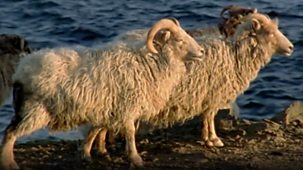 Wild - 2006-07 Shorts: 3. The Sheep Beside The Sea