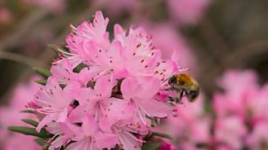 Countryfile - Wisley Bees