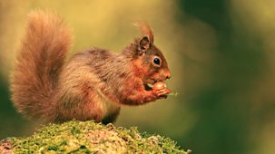 Cumbria's Red Squirrels - Episode 30-05-2024