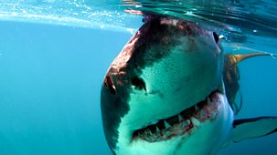 Natural World - 2008-2009: 6. Great White Shark - A Living Legend