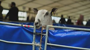 Countryfile - Kelso Ram Sales