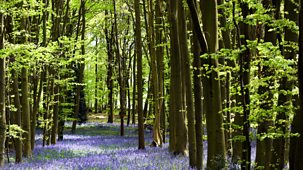 Landscape And Memory - 1. Forests