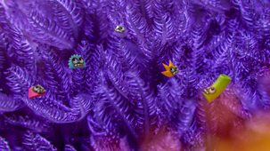 Tiny Wonders - Series 4: 2. Coral