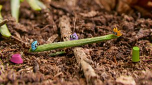 Tiny Wonders - Series 4: 3. Pine Needle