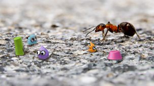 Tiny Wonders - Series 4: 4. Ants