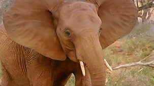 Elephant Diaries - Series 2: Episode 1