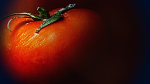 Panorama - What's On Your Supermarket Shelves? The Dark Side Of The Tomato Trade