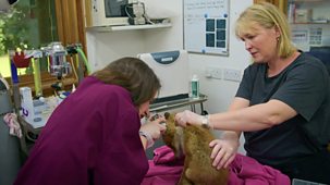 Joanna Page's Wild Life - Series 1: Episode 12