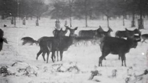 Winterwatch - 1963 - The Big Freeze