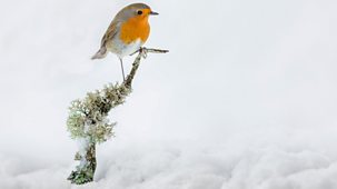 Winterwatch - Series 13: Episode 3