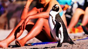 Wildlife On One - African Penguin: Cool Bird In A Hot Spot