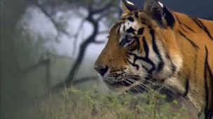 Natural World - Short Versions: 5. Tiger Dynasty
