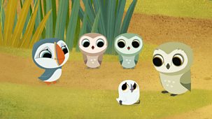 Puffin Rock - Series 2: 25. Owl School