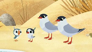 Puffin Rock - Series 2: 27. A Summer Visitor