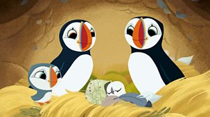 Puffin Rock - Series 2: 30. A Special Seashell