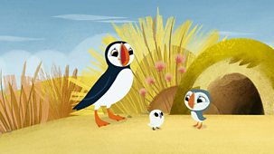 Puffin Rock - Series 2: 34. Puffin Treasure