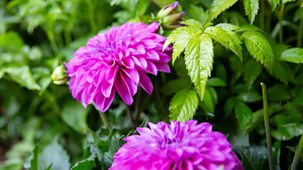 Rhs Chelsea Flower Show - 2025: 13. Highlights, Part 1
