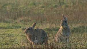 Wild - 2006 - The Rabbits Of Skomer
