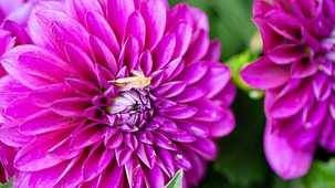 Rhs Chelsea Flower Show - 2025: Episode 11