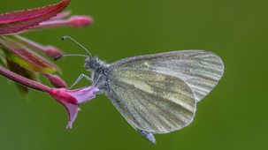Springwatch - 2025: Episode 2