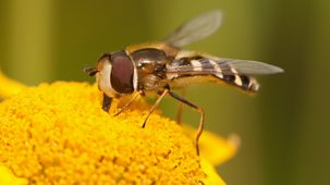 Springwatch - 2025: Episode 4
