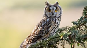 Springwatch - 2025: Episode 5
