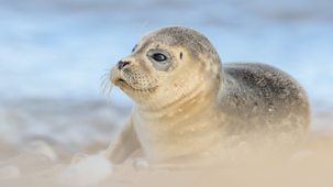 Springwatch - 2025: Episode 6