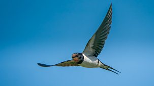 Springwatch - 2025: Episode 7