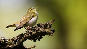 Springwatch - 2025: Episode 8