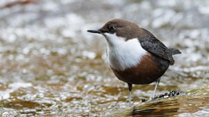 Springwatch - 2025: Episode 9