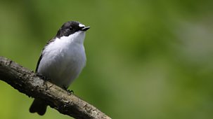 Springwatch - 2025: Episode 10