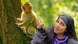 Blue Peter - At Monkey Forest