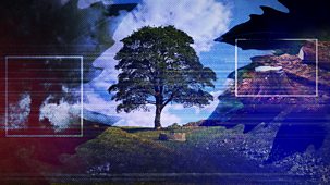 The Big Cases - The Sycamore Gap - From Roots To Ruin