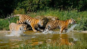 Animal Park - Summer 2025: Episode 5