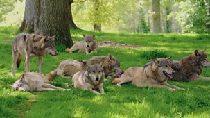 Animal Park - Summer 2025: Episode 10