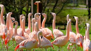 Animal Park - Summer 2025: Episode 9