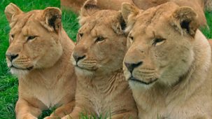 Animal Park - Summer 2025: Episode 11
