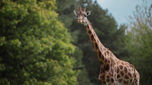 Animal Park - Summer 2025: Episode 13