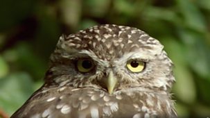 Wild - 2005-06 Shorts: 7. The Owls And The Orchard