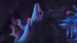 Wildlife On One - Space-age Reptile