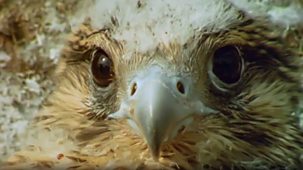 Wildlife On One - Peregrine: Nature's Top Gun