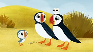 Puffin Rock - Series 3: 10. The Perfect Spot