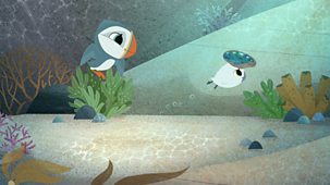 Puffin Rock - Series 3: 20. Swimming Lesson