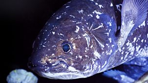 Deep Ocean: Kingdom Of The Coelacanth - Episode 21-09-2025