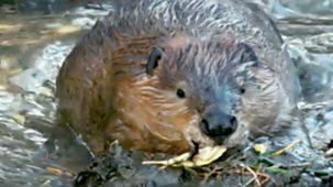 Wildlife On One - Beavers: The Master Builders?