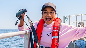 Blue Peter - Go Green: Puffin Patrol! Shini&rsquo;s Mission To Protect Sea Birds