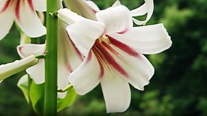 Garden In Snowdonia - Bodnant Blooming