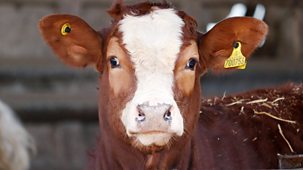 Farm 999 - Series 1: 5. Fly-tippers Get Caught In The Act