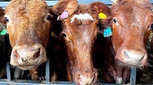 Farm 999 - Series 1: 14. Raf Saves Trapped Cow And Police Catch Poaching Suspect